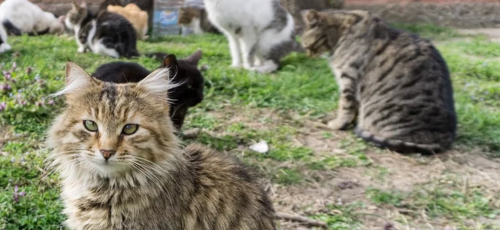 istanbul'da sokak kedisi turları